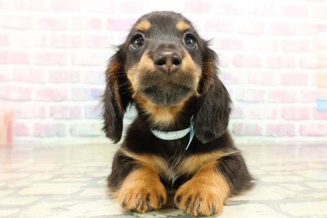 埼玉県のミニチュアダックスフンド(ロング) (Coo&RIKU川越店/2025年11月3日生まれ/男の子/ブラックタン)の子犬の1枚目の画像