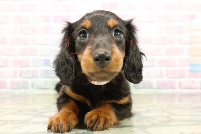 栃木県のミニチュアダックスフンド(ロング) (Coo&RIKU宇都宮店/2025年11月3日生まれ/女の子/ブラックタン)の子犬の1枚目の画像