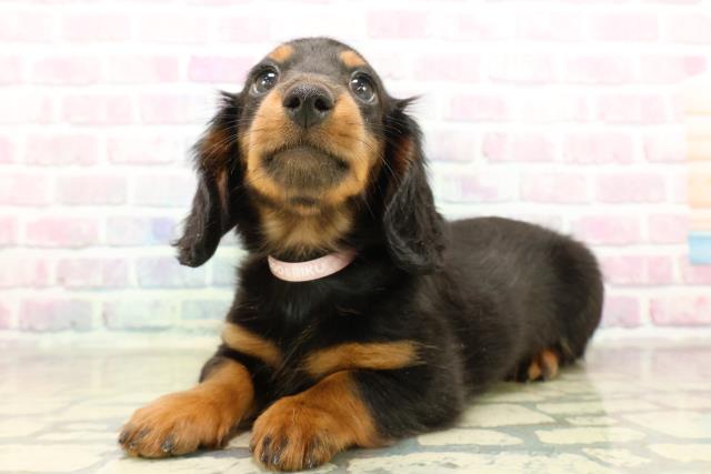 栃木県のミニチュアダックスフンド(ロング) (Coo&RIKU宇都宮店/2025年11月3日生まれ/女の子/ブラックタン)の子犬の2枚目の画像