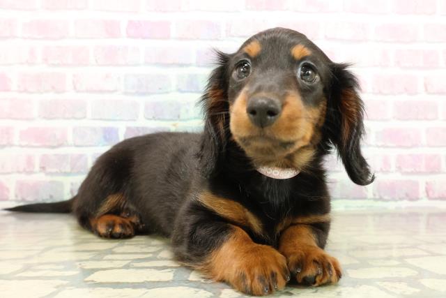 栃木県のミニチュアダックスフンド(ロング) (Coo&RIKU宇都宮店/2025年11月3日生まれ/女の子/ブラックタン)の子犬の3枚目の画像