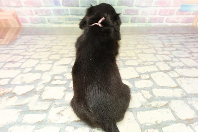 栃木県のミニチュアダックスフンド(ロング) (Coo&RIKU宇都宮店/2025年11月3日生まれ/女の子/ブラックタン)の子犬の4枚目の画像