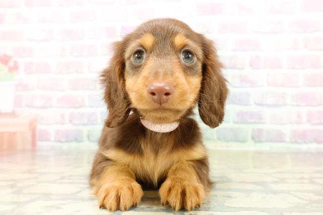 埼玉県のミニチュアダックスフンド(ロング) (Coo&RIKU川口戸塚店/2025年11月3日生まれ/女の子/チョコレートタン)の子犬の1枚目の画像