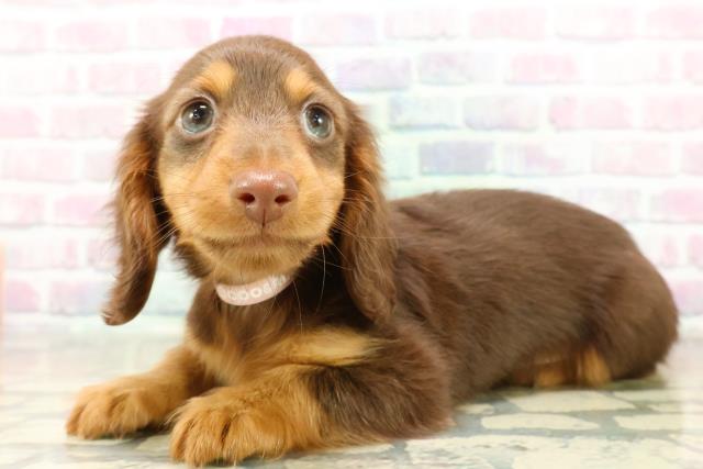 埼玉県のミニチュアダックスフンド(ロング) (Coo&RIKU川口戸塚店/2025年11月3日生まれ/女の子/チョコレートタン)の子犬の2枚目の画像