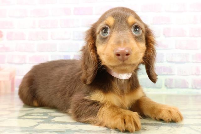 埼玉県のミニチュアダックスフンド(ロング) (Coo&RIKU川口戸塚店/2025年11月3日生まれ/女の子/チョコレートタン)の子犬の3枚目の画像