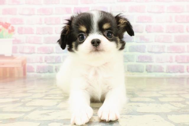 埼玉県のチワワ(ロング) (Coo&RIKU草加バイパス店/2025年11月4日生まれ/女の子/ブラックホワイトタン)の子犬の1枚目の画像