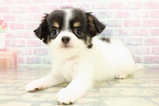 埼玉県のチワワ(ロング) (Coo&RIKU草加バイパス店/2025年11月4日生まれ/女の子/ブラックホワイトタン)の子犬の2枚目の画像