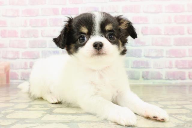 埼玉県のチワワ(ロング) (Coo&RIKU草加バイパス店/2025年11月4日生まれ/女の子/ブラックホワイトタン)の子犬の3枚目の画像