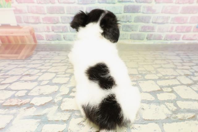 埼玉県のチワワ(ロング) (Coo&RIKU草加バイパス店/2025年11月4日生まれ/女の子/ブラックホワイトタン)の子犬の4枚目の画像