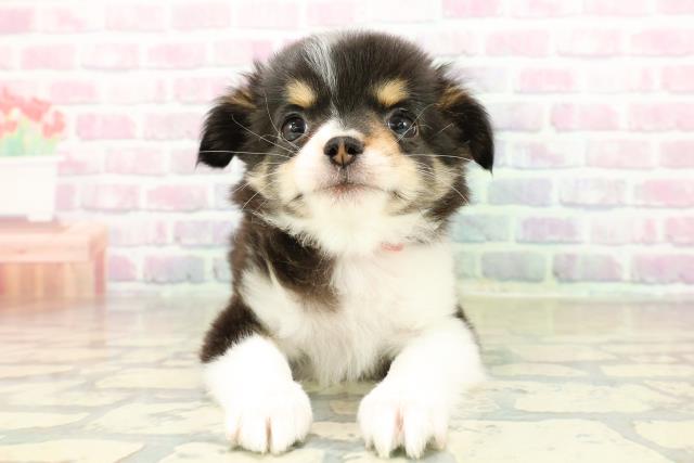 埼玉県のチワワ(ロング) (Coo&RIKU川越店/2025年11月4日生まれ/女の子/ホワイトブラックタン)の子犬の1枚目の画像