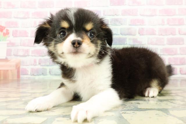 埼玉県のチワワ(ロング) (Coo&RIKU川越店/2025年11月4日生まれ/女の子/ホワイトブラックタン)の子犬の2枚目の画像