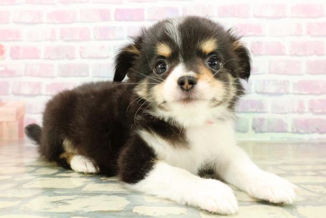 埼玉県のチワワ(ロング) (Coo&RIKU川越店/2025年11月4日生まれ/女の子/ホワイトブラックタン)の子犬の3枚目の画像