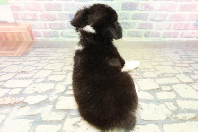 埼玉県のチワワ(ロング) (Coo&RIKU川越店/2025年11月4日生まれ/女の子/ホワイトブラックタン)の子犬の4枚目の画像