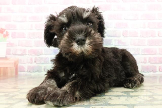 岩手県のミニチュアシュナウザー (Coo&RIKU一関店/2025年11月6日生まれ/男の子/ブラックシルバー)の子犬の2枚目の画像