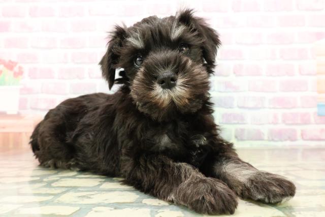 岩手県のミニチュアシュナウザー (Coo&RIKU一関店/2025年11月6日生まれ/男の子/ブラックシルバー)の子犬の3枚目の画像