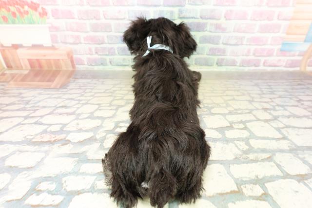 岩手県のミニチュアシュナウザー (Coo&RIKU一関店/2025年11月6日生まれ/男の子/ブラックシルバー)の子犬の4枚目の画像