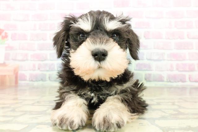 新潟県のミニチュアシュナウザー (Coo&RIKU長岡店/2025年11月6日生まれ/男の子/ブラックシルバー)の子犬の1枚目の画像