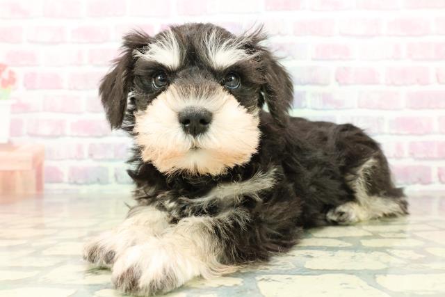 新潟県のミニチュアシュナウザー (Coo&RIKU長岡店/2025年11月6日生まれ/男の子/ブラックシルバー)の子犬の2枚目の画像