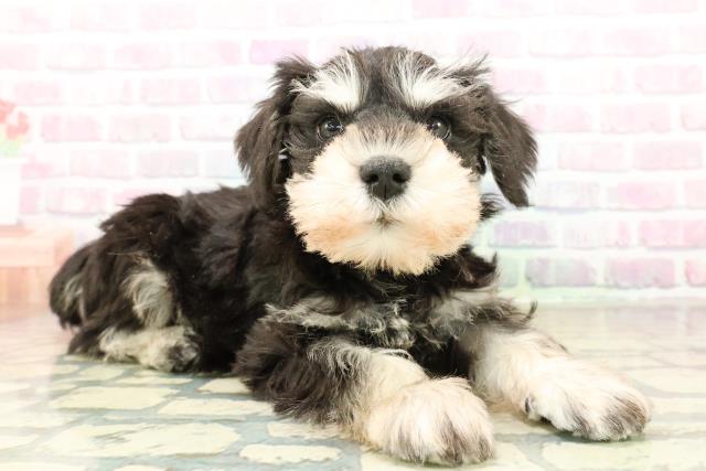 新潟県のミニチュアシュナウザー (Coo&RIKU長岡店/2025年11月6日生まれ/男の子/ブラックシルバー)の子犬の3枚目の画像