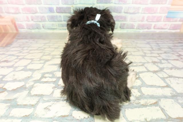 新潟県のミニチュアシュナウザー (Coo&RIKU長岡店/2025年11月6日生まれ/男の子/ブラックシルバー)の子犬の4枚目の画像