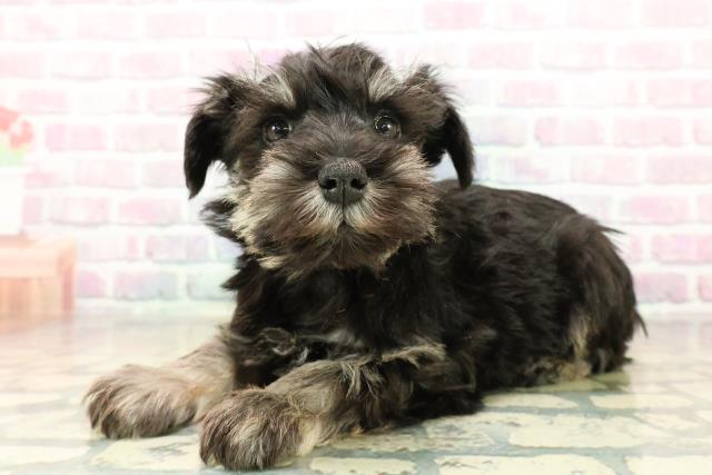 新潟県のミニチュアシュナウザー (Coo&RIKUイオンモール新発田店/2025年11月6日生まれ/女の子/ブラックシルバー)の子犬の2枚目の画像