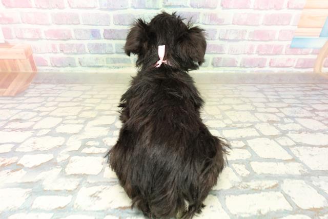 新潟県のミニチュアシュナウザー (Coo&RIKUイオンモール新発田店/2025年11月6日生まれ/女の子/ブラックシルバー)の子犬の4枚目の画像