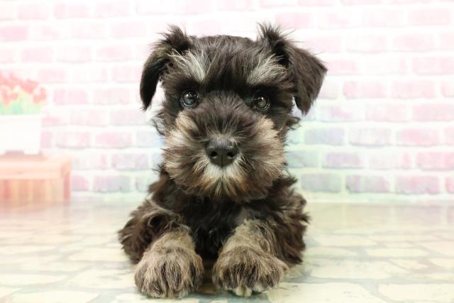 埼玉県のミニチュアシュナウザー (Coo&RIKU草加バイパス店/2025年11月6日生まれ/女の子/ブラックシルバー)の子犬の1枚目の画像