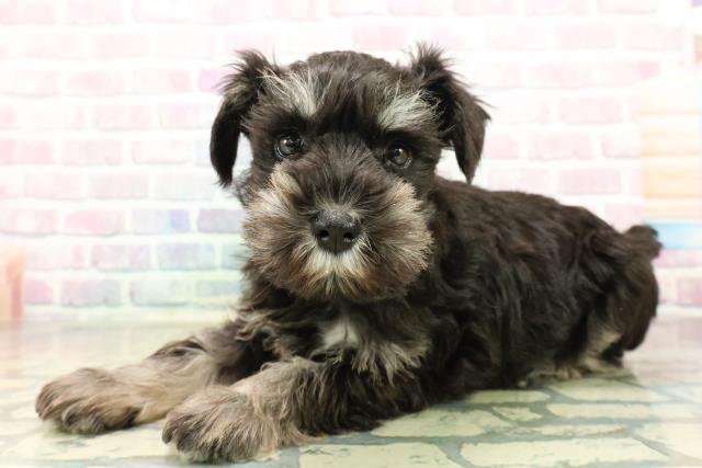 埼玉県のミニチュアシュナウザー (Coo&RIKU草加バイパス店/2025年11月6日生まれ/女の子/ブラックシルバー)の子犬の2枚目の画像