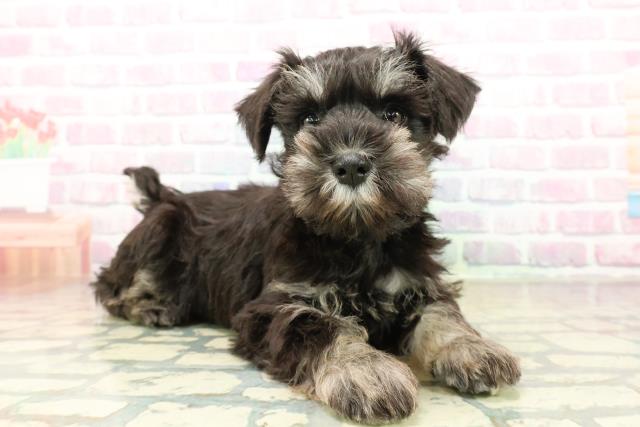 埼玉県のミニチュアシュナウザー (Coo&RIKU草加バイパス店/2025年11月6日生まれ/女の子/ブラックシルバー)の子犬の3枚目の画像