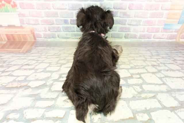 埼玉県のミニチュアシュナウザー (Coo&RIKU草加バイパス店/2025年11月6日生まれ/女の子/ブラックシルバー)の子犬の4枚目の画像