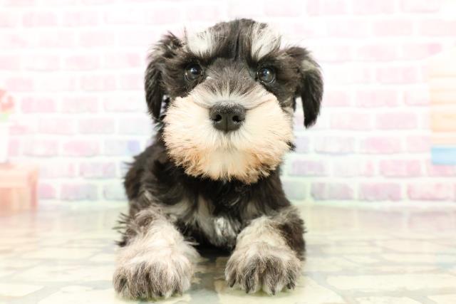 石川県のミニチュアシュナウザー (Coo&RIKUイオン野々市南店/2025年11月6日生まれ/女の子/ブラックシルバー)の子犬の1枚目の画像