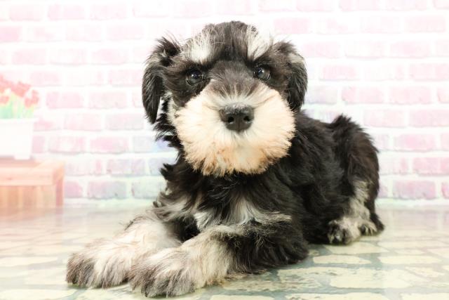 石川県のミニチュアシュナウザー (Coo&RIKUイオン野々市南店/2025年11月6日生まれ/女の子/ブラックシルバー)の子犬の2枚目の画像