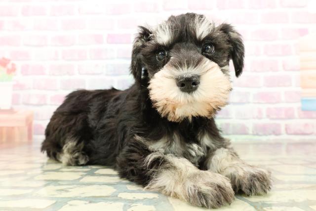 石川県のミニチュアシュナウザー (Coo&RIKUイオン野々市南店/2025年11月6日生まれ/女の子/ブラックシルバー)の子犬の3枚目の画像