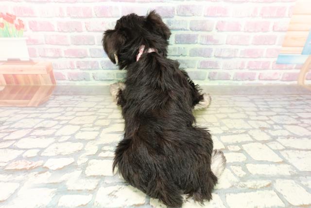 石川県のミニチュアシュナウザー (Coo&RIKUイオン野々市南店/2025年11月6日生まれ/女の子/ブラックシルバー)の子犬の4枚目の画像