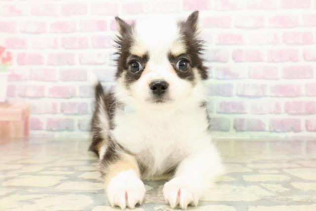 栃木県のチワワ(ロング) (Coo&RIKU宇都宮店/2025年11月6日生まれ/男の子/ブラックホワイトタン)の子犬の1枚目の画像