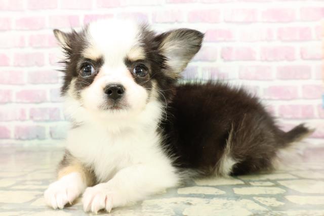 栃木県のチワワ(ロング) (Coo&RIKU宇都宮店/2025年11月6日生まれ/男の子/ブラックホワイトタン)の子犬の2枚目の画像