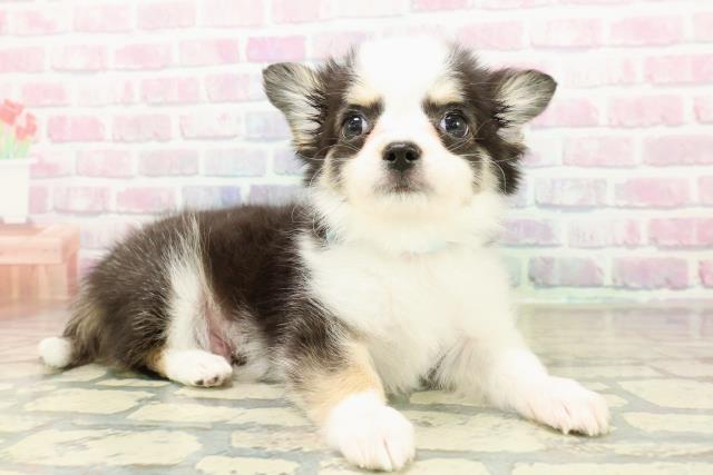 栃木県のチワワ(ロング) (Coo&RIKU宇都宮店/2025年11月6日生まれ/男の子/ブラックホワイトタン)の子犬の3枚目の画像