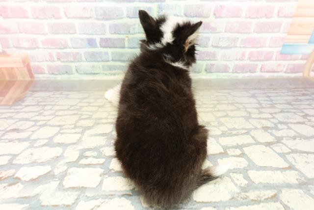 栃木県のチワワ(ロング) (Coo&RIKU宇都宮店/2025年11月6日生まれ/男の子/ブラックホワイトタン)の子犬の4枚目の画像