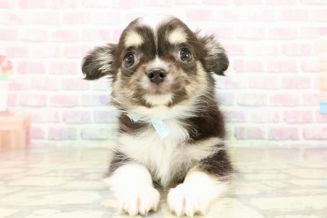 栃木県のチワワ(ロング) (Coo&RIKUFKDインターパーク店/2025年11月6日生まれ/男の子/ブラックタンホワイト)の子犬の1枚目の画像