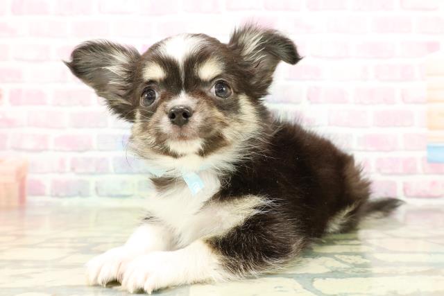 栃木県のチワワ(ロング) (Coo&RIKUFKDインターパーク店/2025年11月6日生まれ/男の子/ブラックタンホワイト)の子犬の2枚目の画像