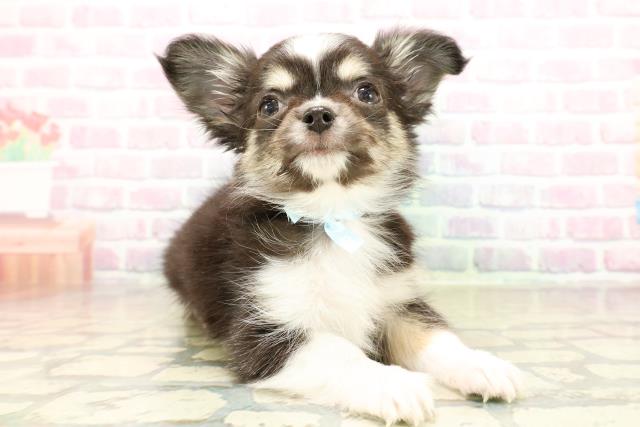 栃木県のチワワ(ロング) (Coo&RIKUFKDインターパーク店/2025年11月6日生まれ/男の子/ブラックタンホワイト)の子犬の3枚目の画像