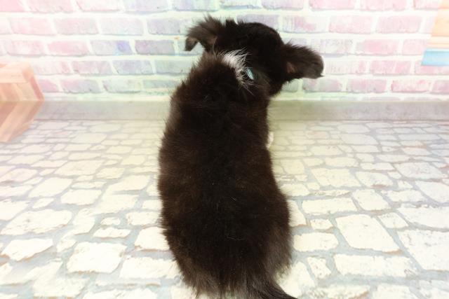 栃木県のチワワ(ロング) (Coo&RIKUFKDインターパーク店/2025年11月6日生まれ/男の子/ブラックタンホワイト)の子犬の4枚目の画像