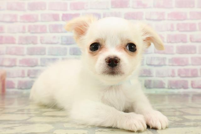 北海道のチワワ(ロング) (Coo&RIKU旭川店/2025年11月6日生まれ/男の子/クリームホワイト)の子犬の3枚目の画像