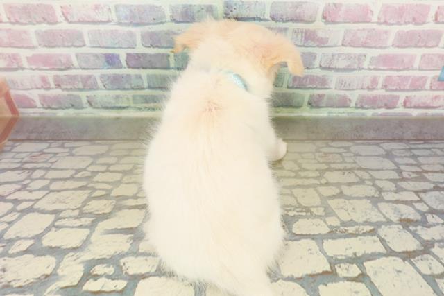 北海道のチワワ(ロング) (Coo&RIKU旭川店/2025年11月6日生まれ/男の子/クリームホワイト)の子犬の4枚目の画像