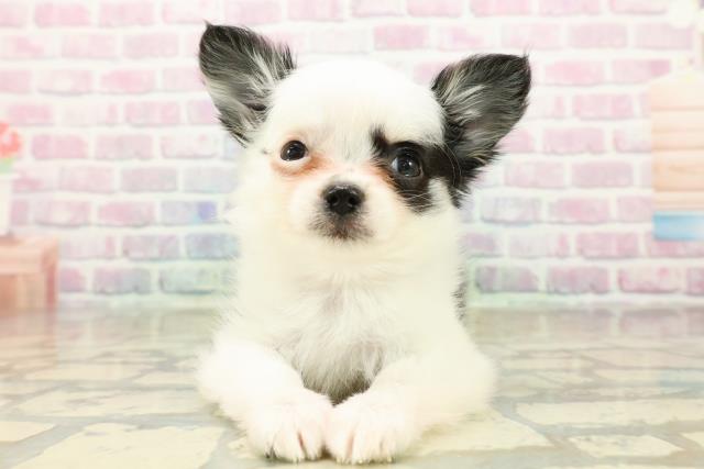 埼玉県のチワワ(ロング) (Coo&RIKU川口戸塚店/2025年11月6日生まれ/女の子/ホワイトブラックタン)の子犬の1枚目の画像