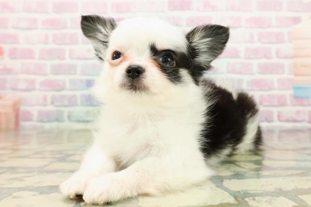 埼玉県のチワワ(ロング) (Coo&RIKU川口戸塚店/2025年11月6日生まれ/女の子/ホワイトブラックタン)の子犬の2枚目の画像