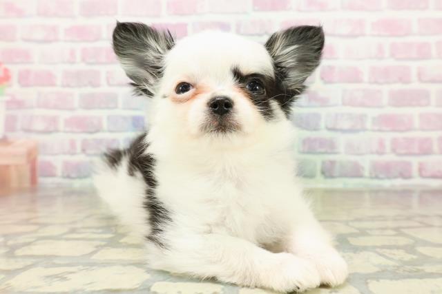 埼玉県のチワワ(ロング) (Coo&RIKU川口戸塚店/2025年11月6日生まれ/女の子/ホワイトブラックタン)の子犬の3枚目の画像