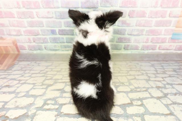 埼玉県のチワワ(ロング) (Coo&RIKU川口戸塚店/2025年11月6日生まれ/女の子/ホワイトブラックタン)の子犬の4枚目の画像