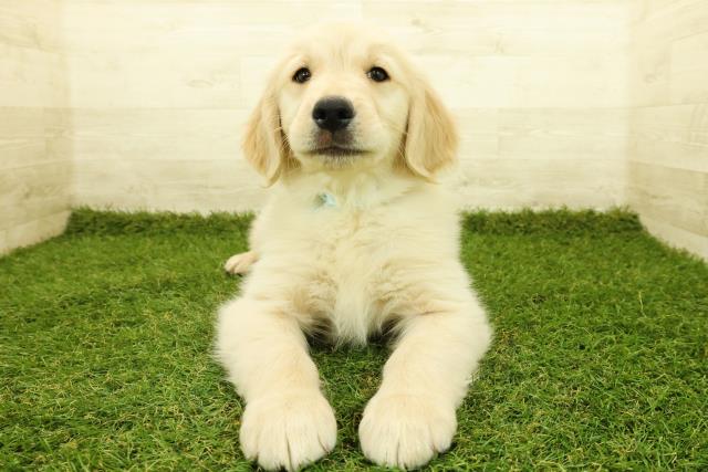 新潟県のゴールデンレトリバー (Coo&RIKUイオンモール新発田店/2025年11月7日生まれ/男の子/ゴールド)の子犬の1枚目の画像
