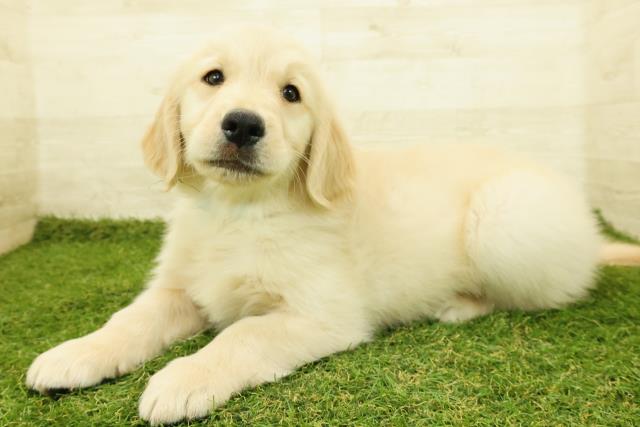 新潟県のゴールデンレトリバー (Coo&RIKUイオンモール新発田店/2025年11月7日生まれ/男の子/ゴールド)の子犬の2枚目の画像