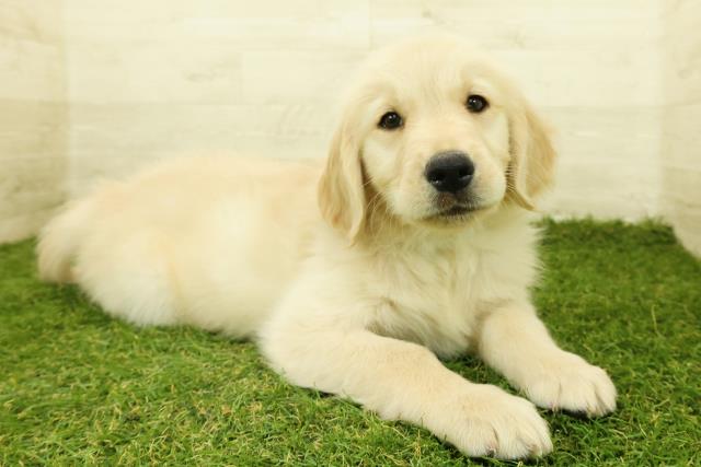 新潟県のゴールデンレトリバー (Coo&RIKUイオンモール新発田店/2025年11月7日生まれ/男の子/ゴールド)の子犬の3枚目の画像